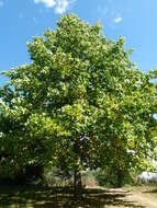 Image of Tulip tree