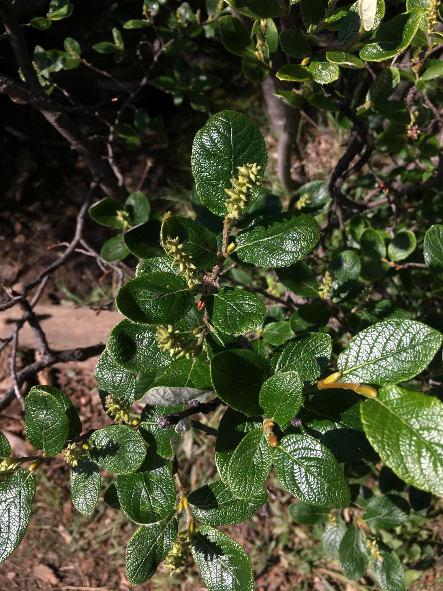 Image of rock willow