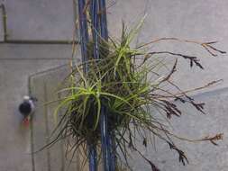 Image of Tillandsia streptocarpa Baker