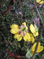 Image of Hibbertia gracilipes Benth.