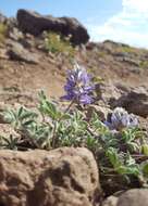 Image of Lupinus sellulus var. lobbii (S. Watson) B. J. Cox