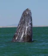 Image of gray whales