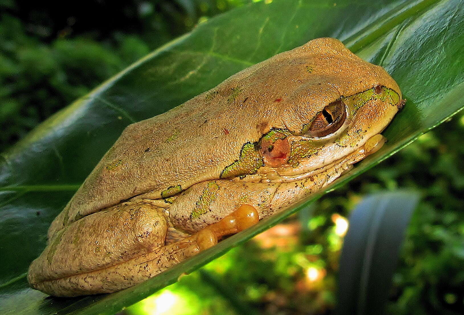 Image de Leptopelis natalensis (Smith 1849)