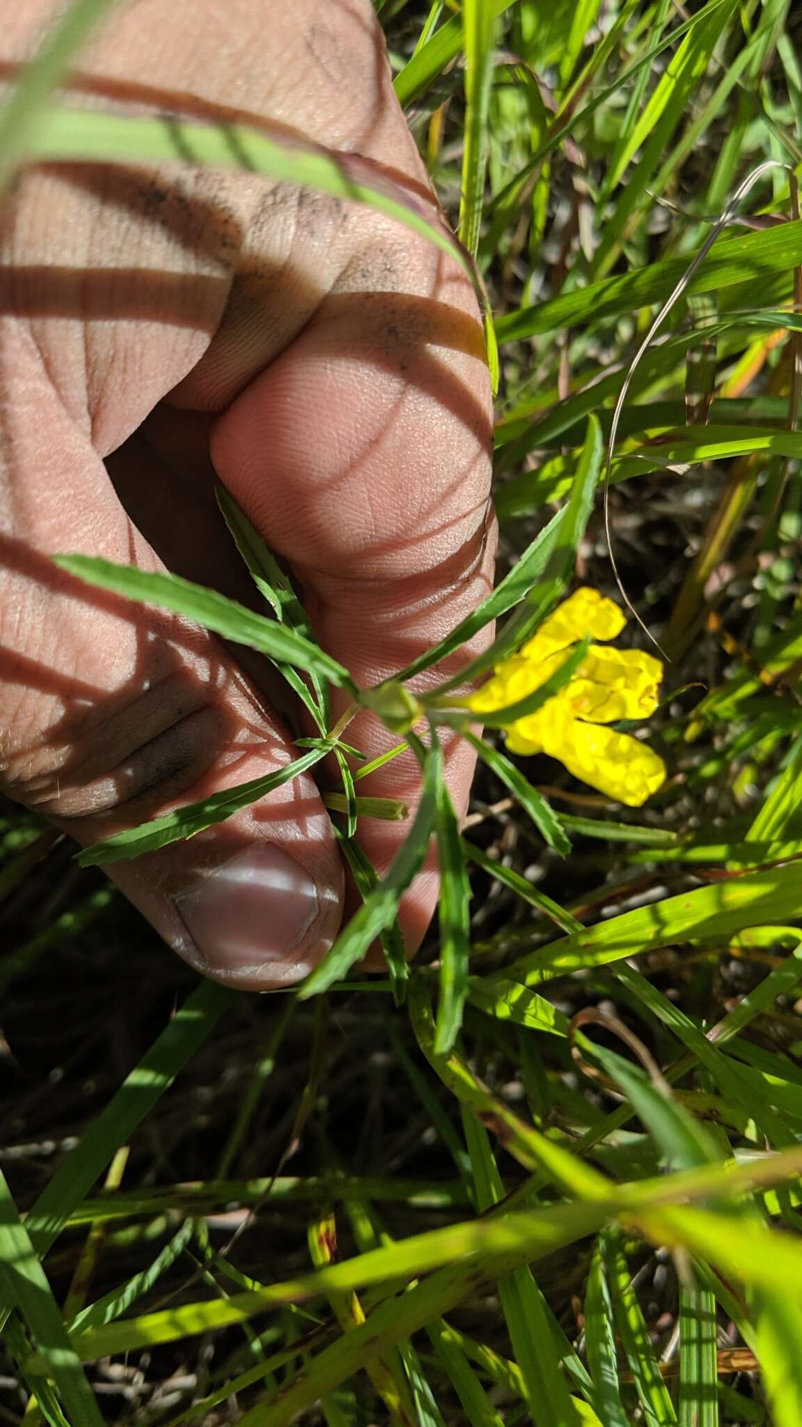 Oenothera serrulata Nutt. resmi