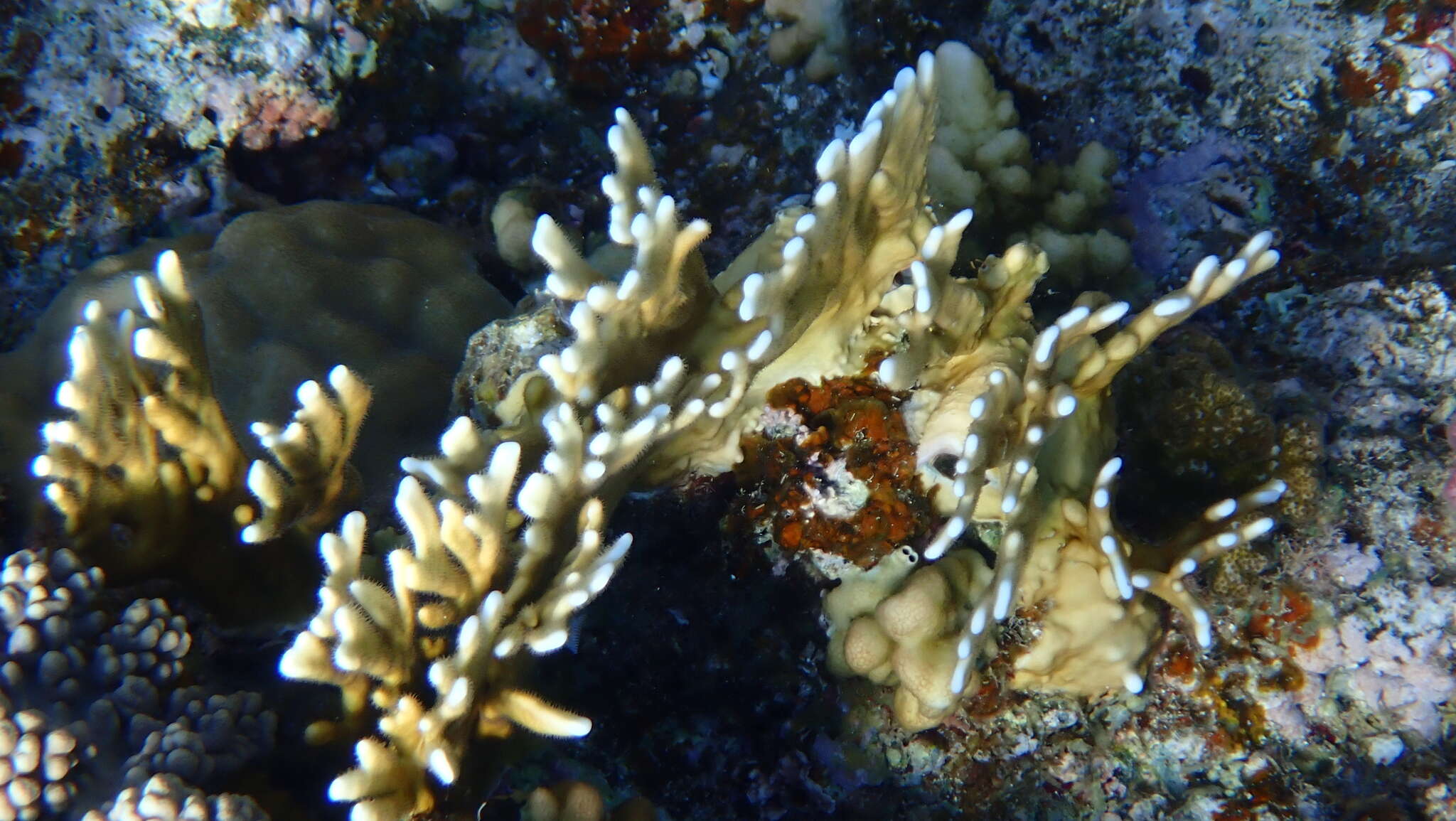 Image of Fire coral