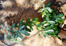 Image of Transvaal milk plum