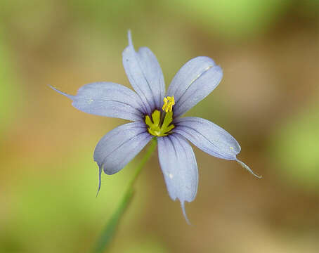 Image of narrowleaf blue-eyed grass