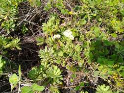 Image de Erigeron socorrensis Brandeg.