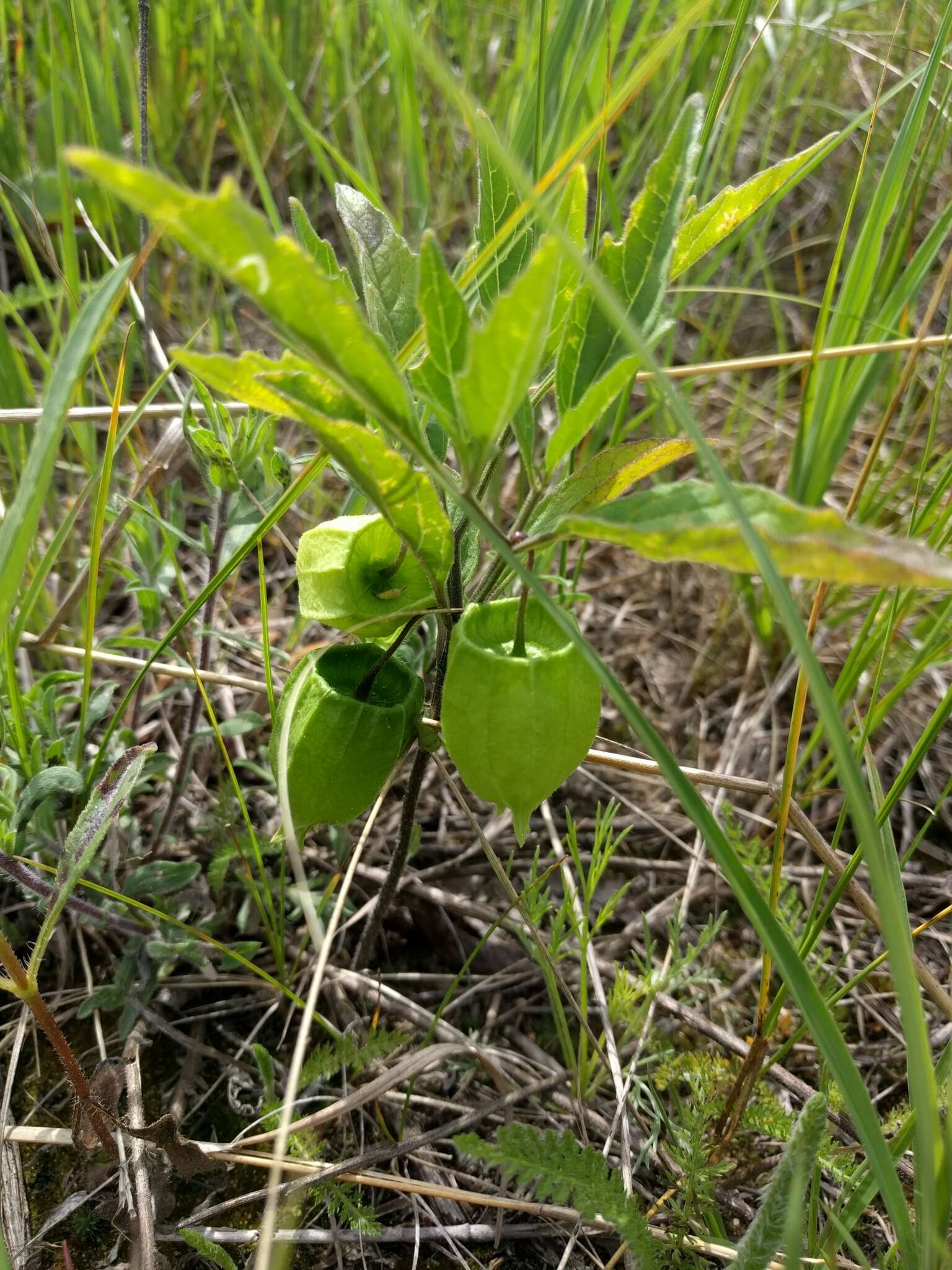 Physalis virginiana Mill.的圖片