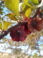 Sivun Terminalia tropophylla H. Perrier kuva