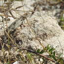 Image of Cozumel Spiny Lizard