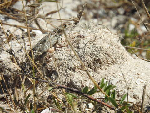 Image of Cozumel Spiny Lizard