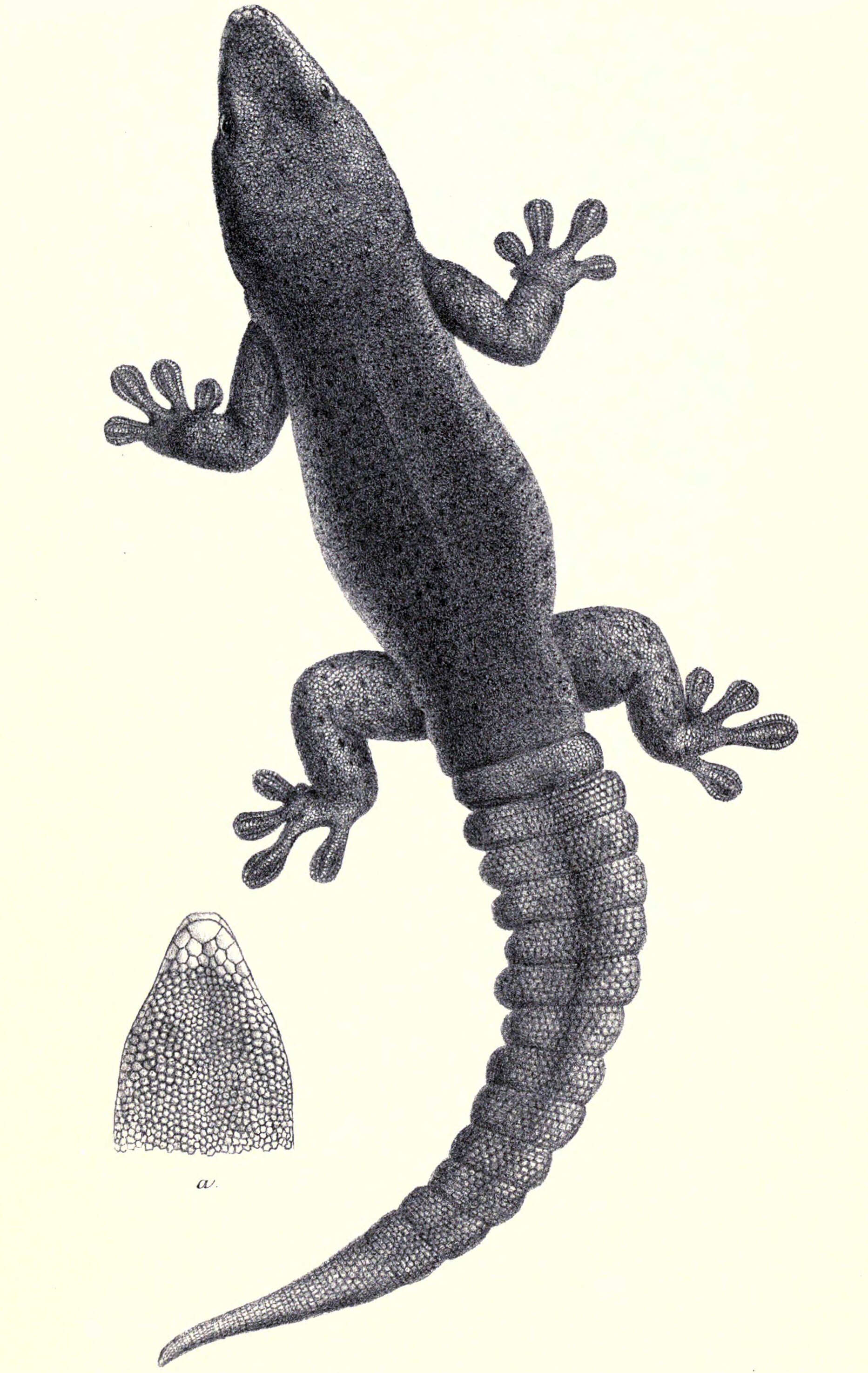 Image of Rodrigues Blue-dotted day gecko