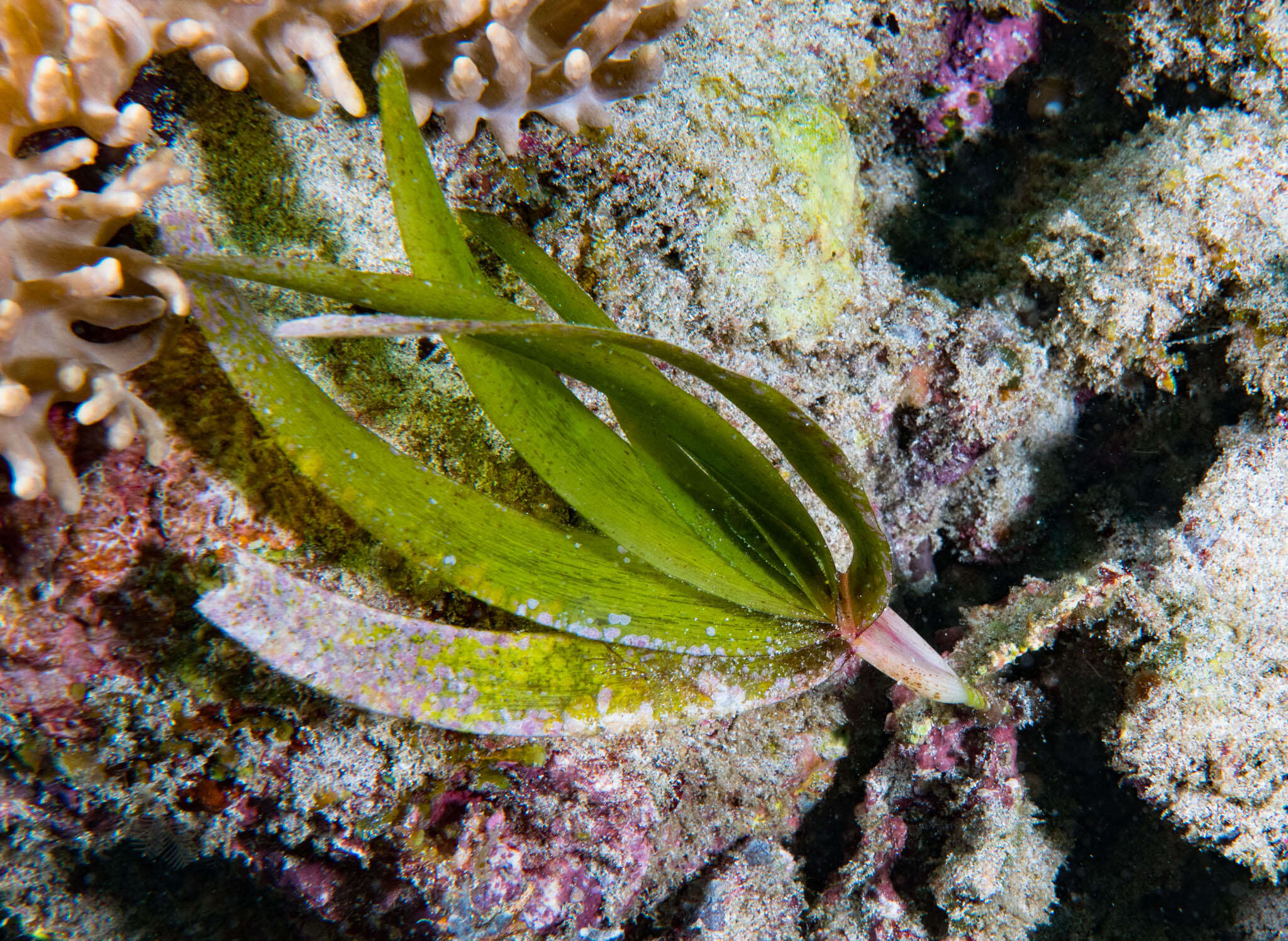 Plancia ëd Thalassodendron ciliatum (Forssk.) Hartog