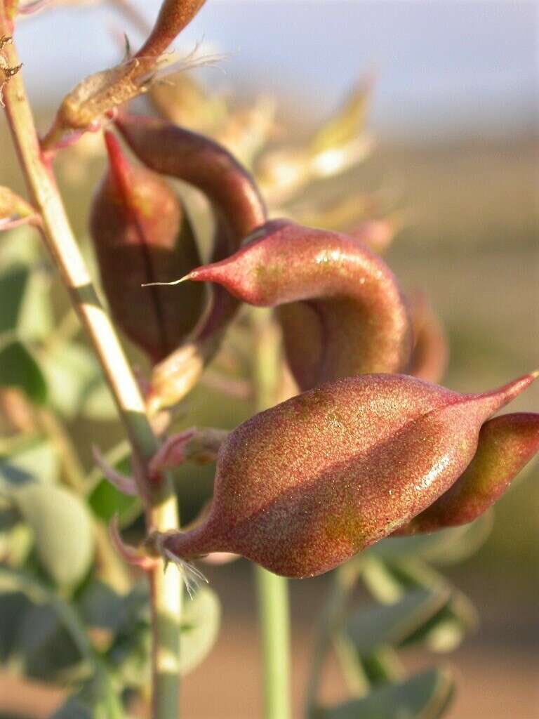 صورة Astragalus cimae var. cimae