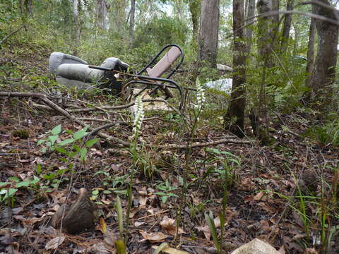 Image of Marsh lady's tresses