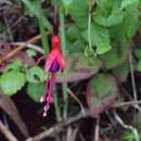 Fuchsia magellanica Lam. resmi