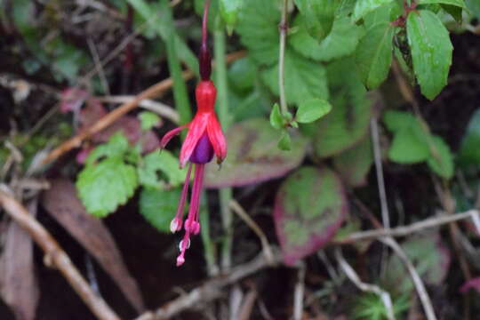 Imagem de Fuchsia magellanica Lam.