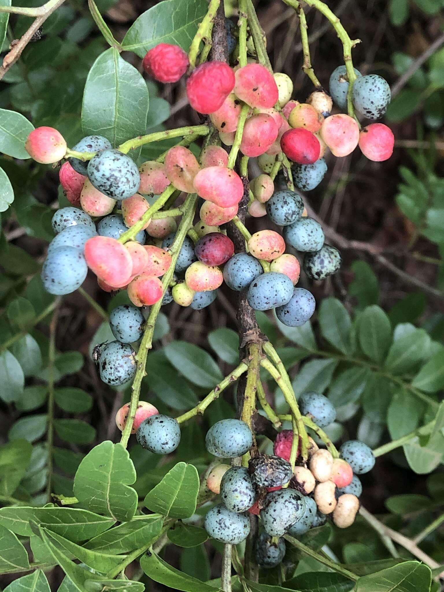 Image of Pistacia weinmannifolia J. Poisson ex Franch.