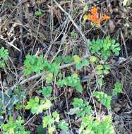 Image of Cape honeysuckle