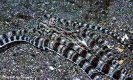 Image of Indonesian mimic octopus