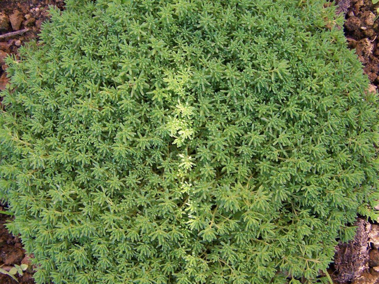 Image of White Stonecrop