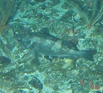 Image of Widow rockfish