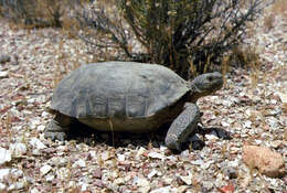 Image of desert tortoise