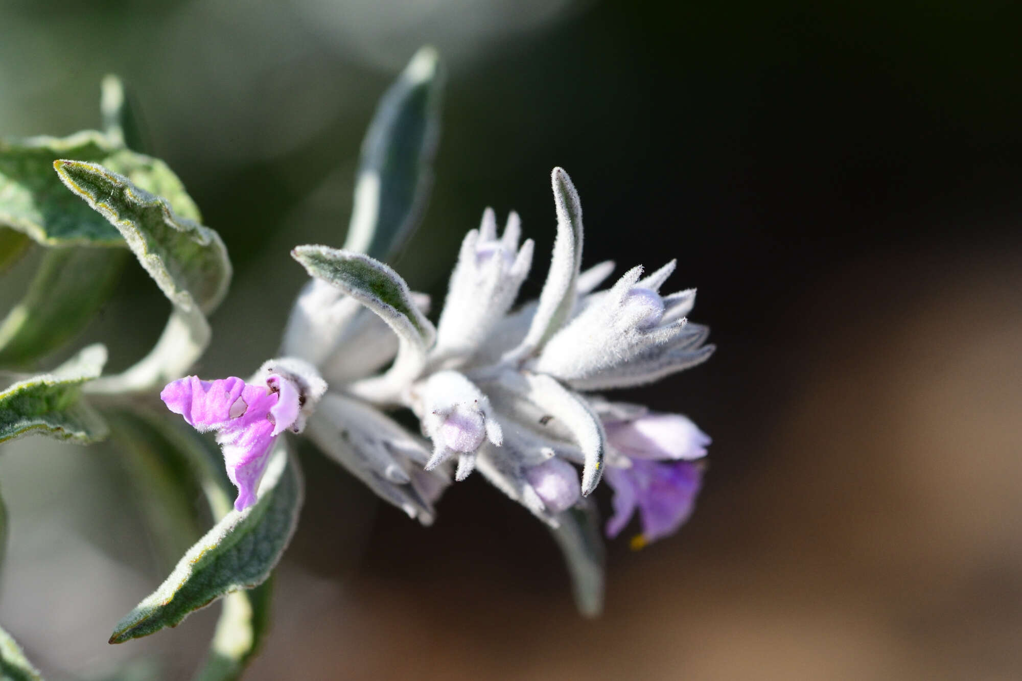 Imagem de Stachys rugosa Aiton