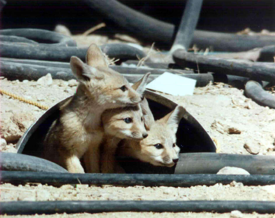 Image of Desert Fox