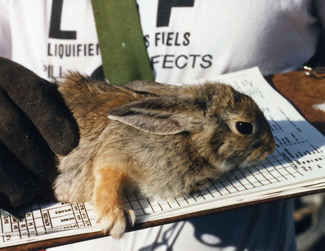 Image of Audubon's Cottontail