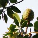 Image de Agathis borneensis Warb.