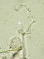 Image of Echinostelium minutum