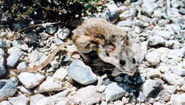 Image of Cactus Mouse