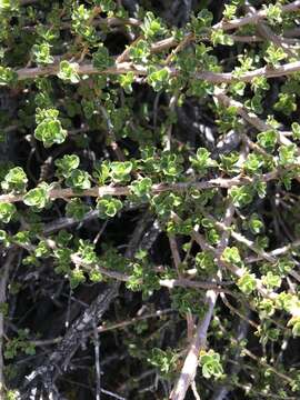 Escallonia alpina var. carmelitana (Meyen) Acev. & Kaus. resmi