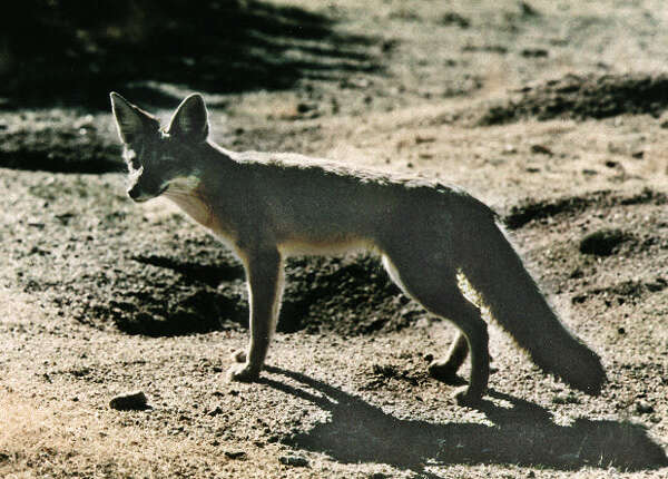 Image of Desert Fox