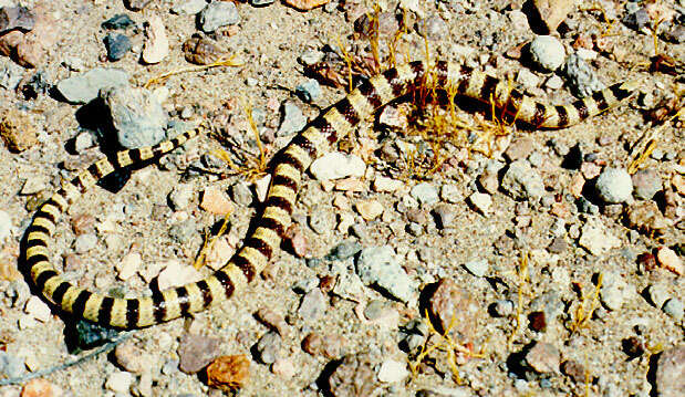 Image of Western Shovel-nose Snake