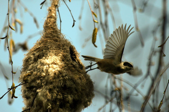 Image of Eurasian penduline tit