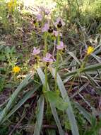 Image of Ophrys tenthredinifera subsp. ficalhoana (J. A. Guim.) M. R. Lowe & D. Tyteca