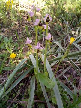 Image of Ophrys tenthredinifera subsp. ficalhoana (J. A. Guim.) M. R. Lowe & D. Tyteca