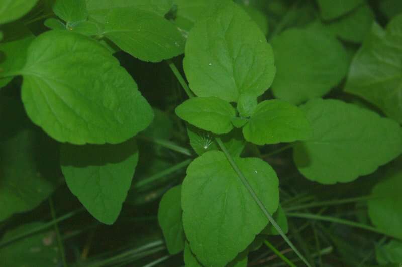 Codonopsis pilosula (Franch.) Nannf. resmi