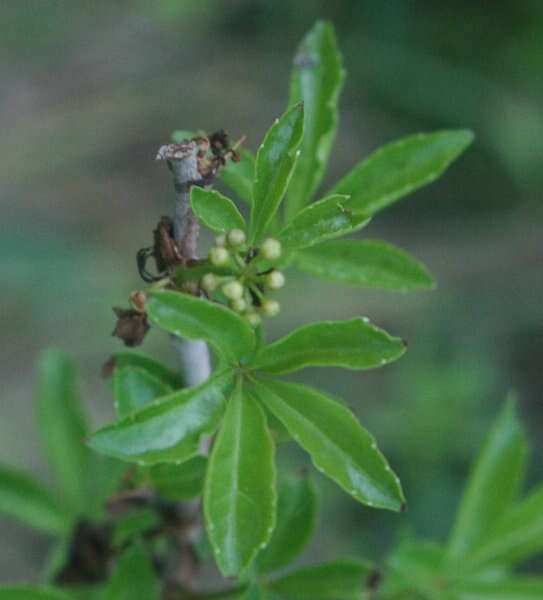 Image of ginseng