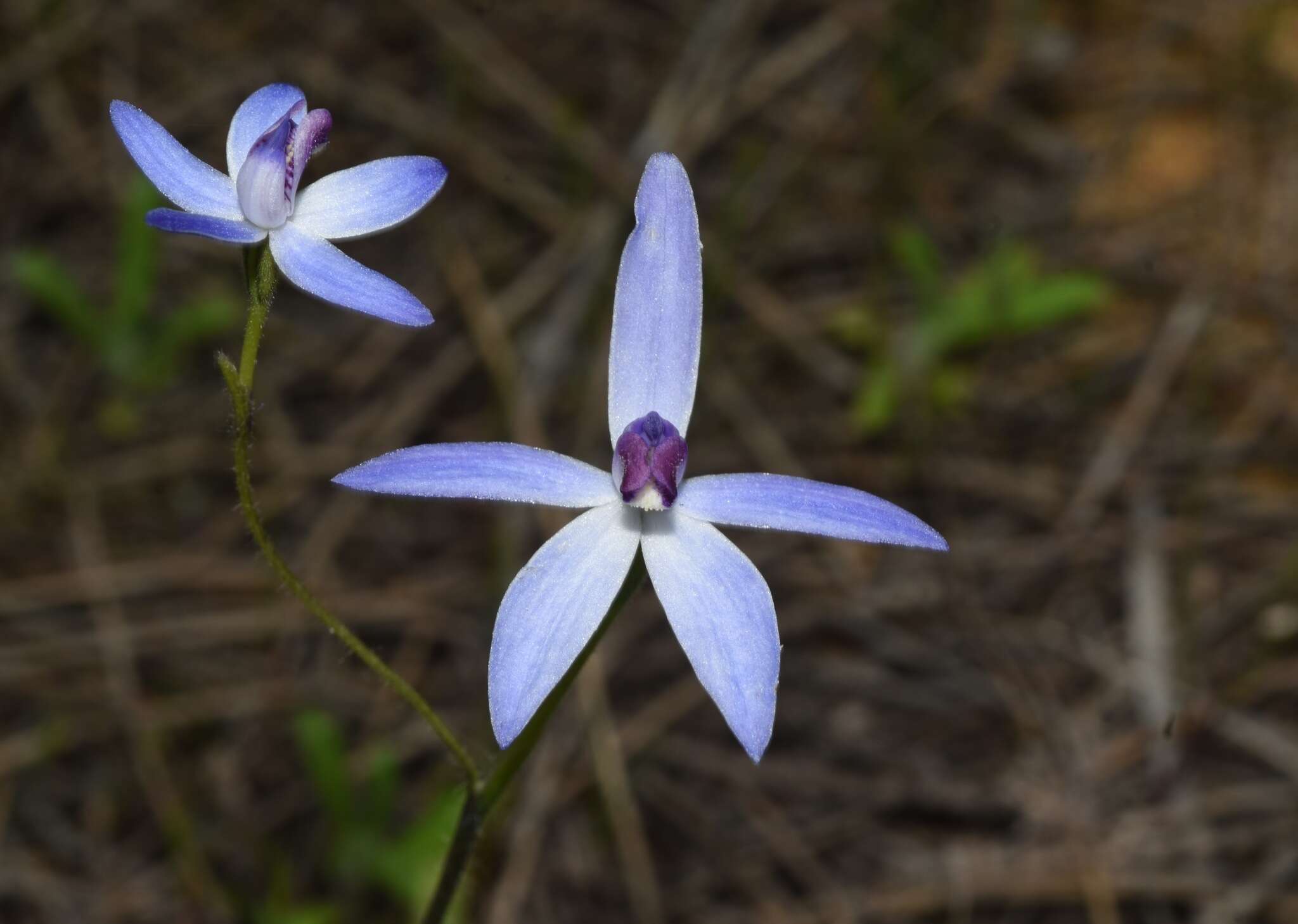 Image of Dainty blue china orchid