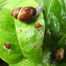 Image of Oahu tree snail