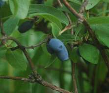 Imagem de Lonicera caerulea L.