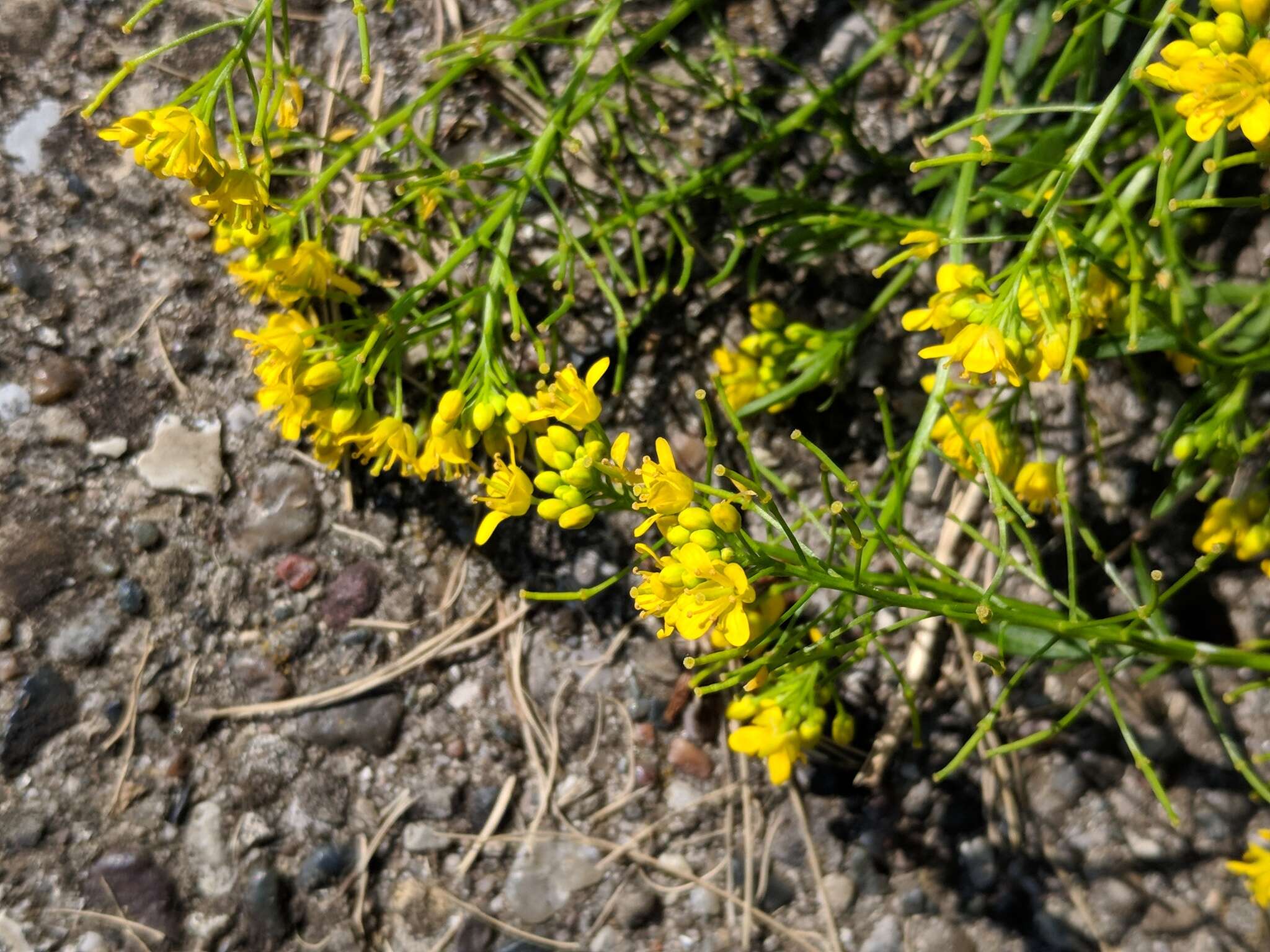 Imagem de Rorippa sylvestris (L.) Besser