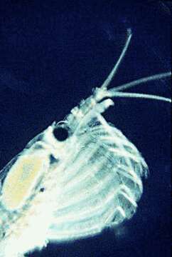 Image of Antarctic Krill