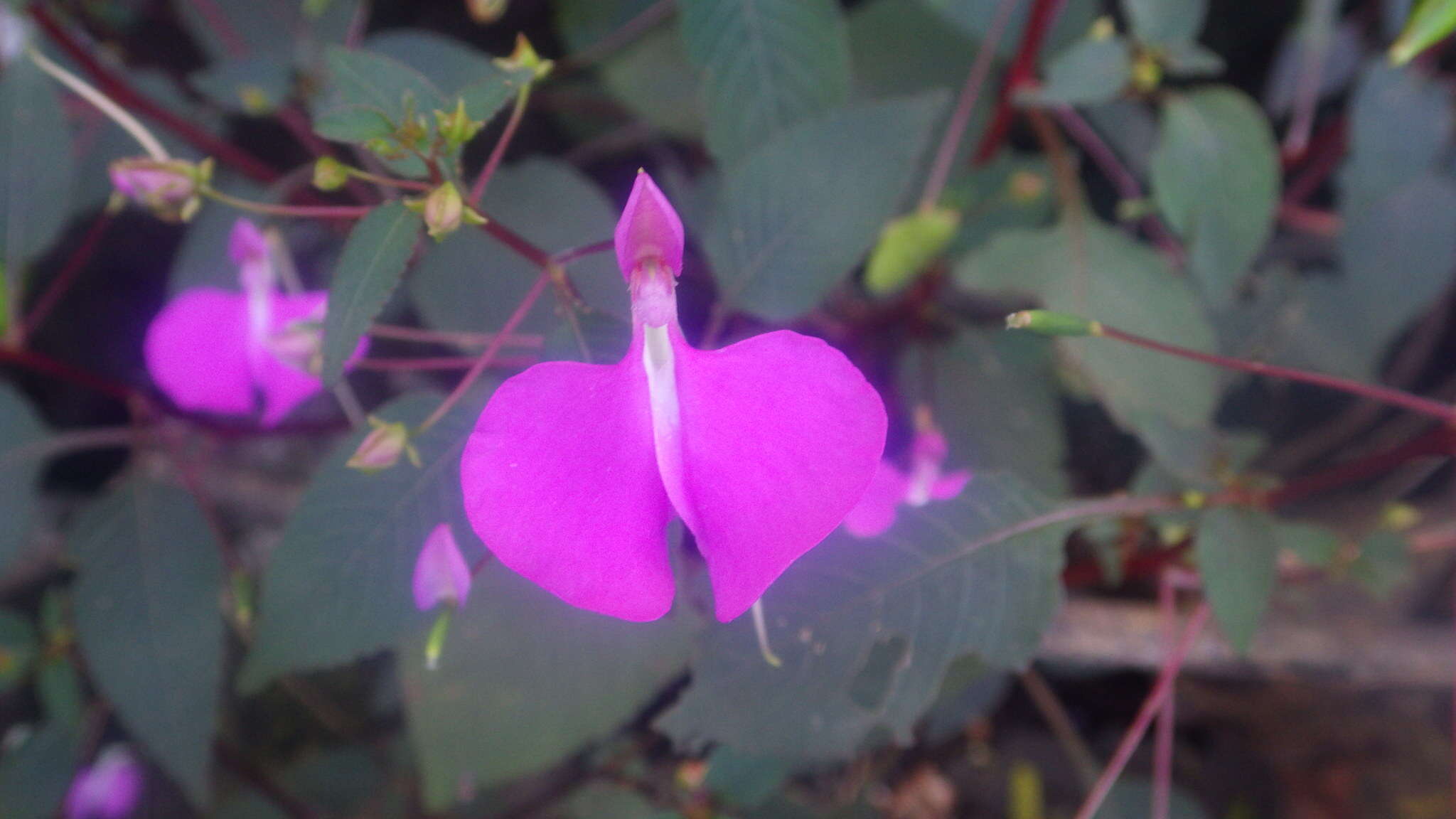 Impatiens bardotiae Eb. Fisch. & Raheliv. resmi