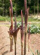 Amorphophallus konjac K. Koch resmi