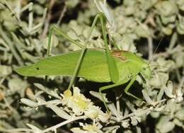 Image of Texas False Katydid